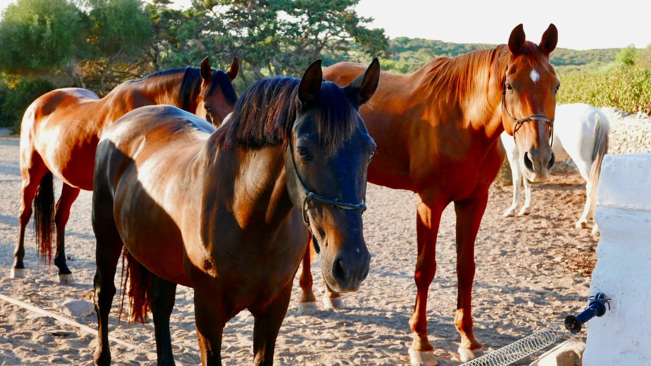 An Island Shaped by Horses